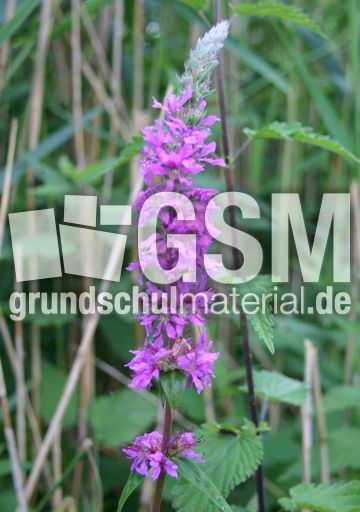Blut-Weiderich-1.jpg